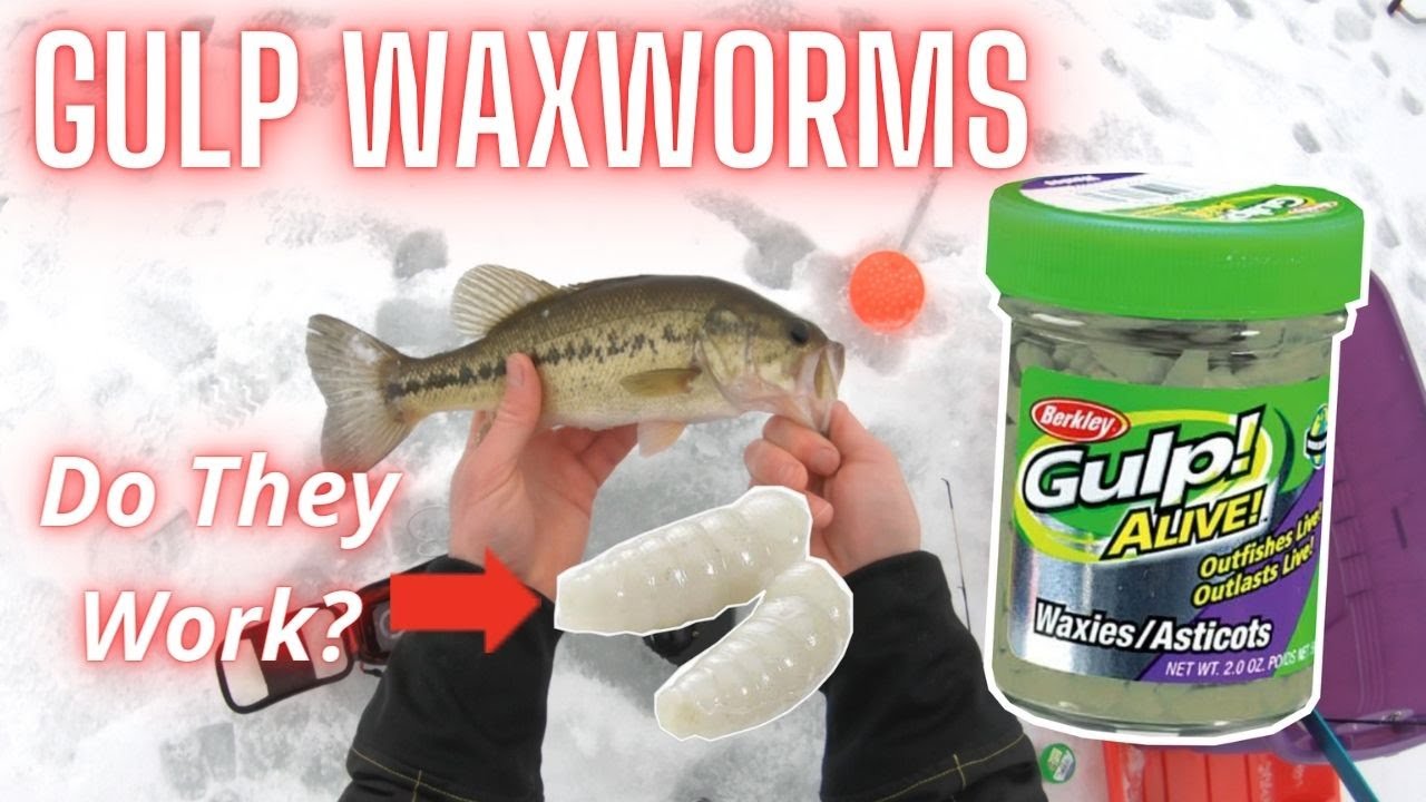 Gulp! Waxworms, Good or Gimmick? (Gulp vs Real Waxworms Battle