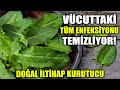 Vcuttan ltihab kurutarak tm enfeksiyonu temizliyor