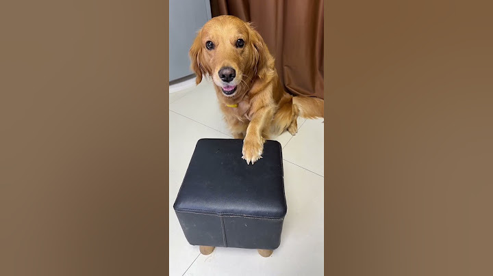 狗：你们比我还像狗 #狗狗的心思都写在脸上了