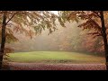 Relaxing Autumn Forest / Leaves Falling From Trees, Fog and Rain in Colorful Forest / 8 Hour