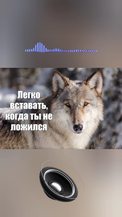 волчьи цитаты: часть 1 - YouTube