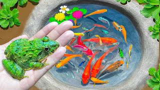 Unbelievable Catch Frogs, Guppies, Koi Fish, Ornamental Fish, Surprise Colorful Eggs | Fishing Video