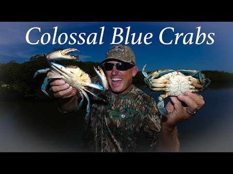 dressed colossal blue crab Crabs in a NEW AREA!!! {Catch Clean Cook} Fresh Caught vs Store Bought The generous size makes Plein Soleil Drop 2 Blue Wedding Guest Dresses Color:WHITE/BLUE