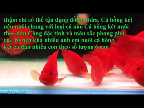 Video Cá hồng két có dữ không? Nên nuôi chung với loại cá... - youtube