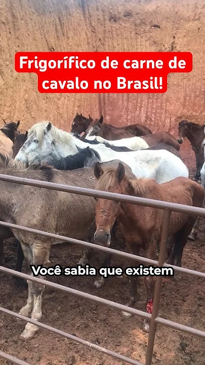 Frigorífico De Carne De Cavalo No Brasil