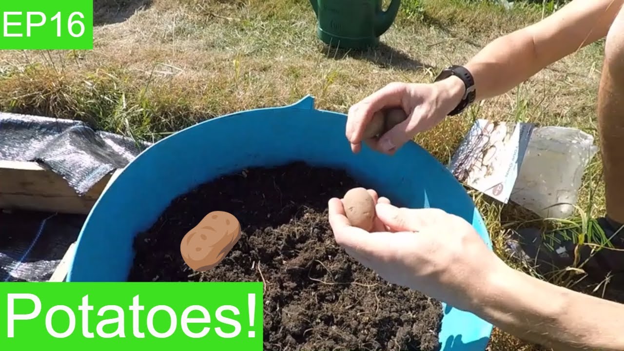 EP16 - Planting my first Christmas potatoes - Am I too late?! - YouTube