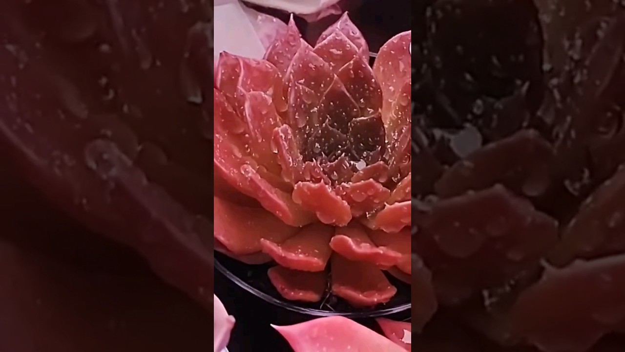 echeveria Black prince com um tom vermelho incrível 😱 