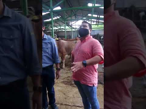 ternyata sapi sapi ini yang ngebedain cuma bobot nya aja, begitu sampai di pasar udah ga diliat