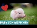 BABY SCHWEINCHEN -Süße Baby Schweinchen Compilation