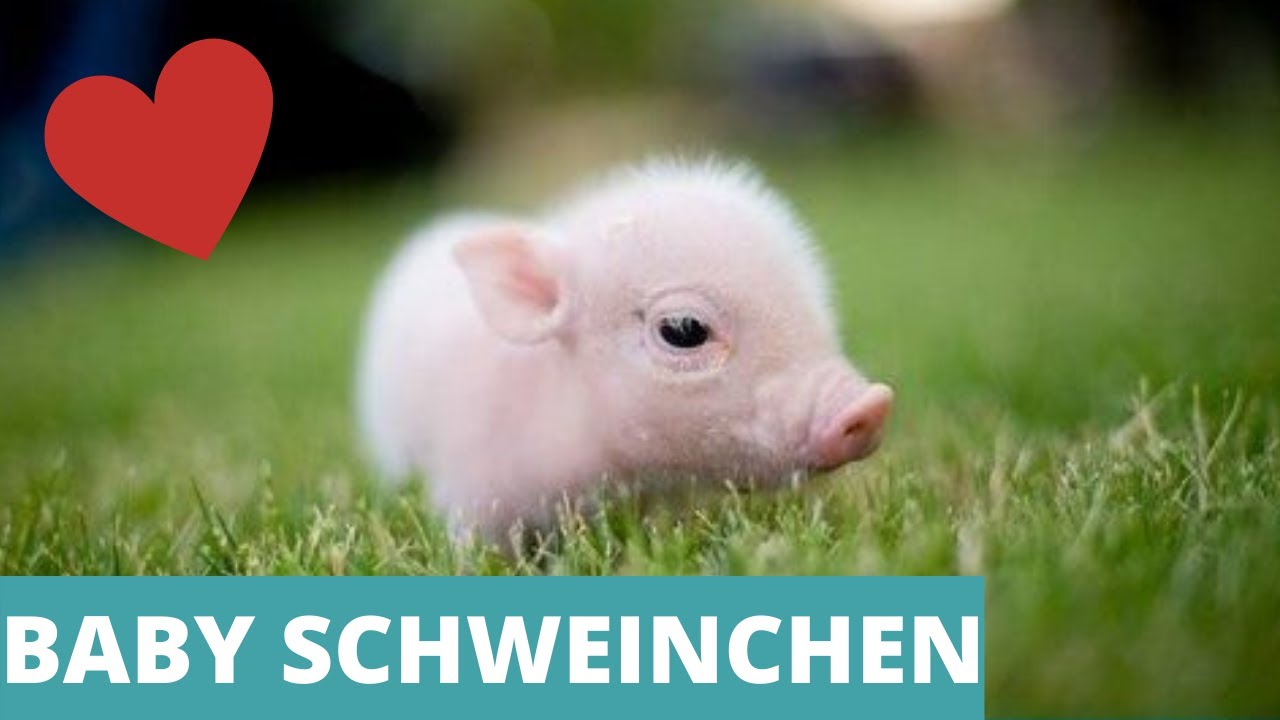 Baby Schweinchen Susse Baby Schweinchen Compilation Youtube