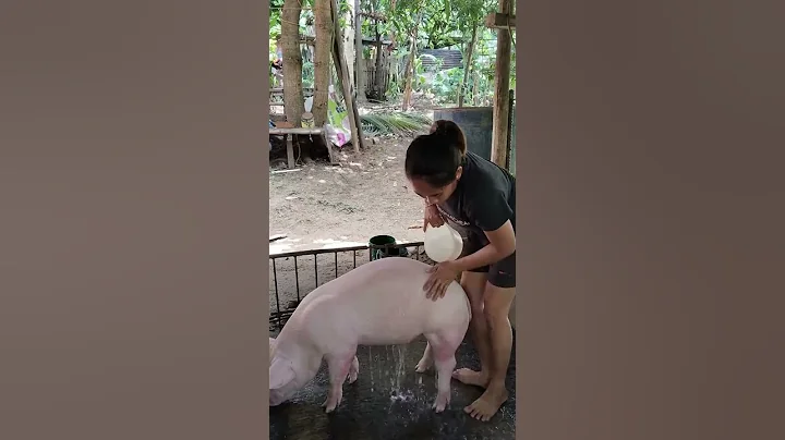 pigs shower #hogs #pig #hogger #mother #piggy #pigfeed #pigfarming #animals