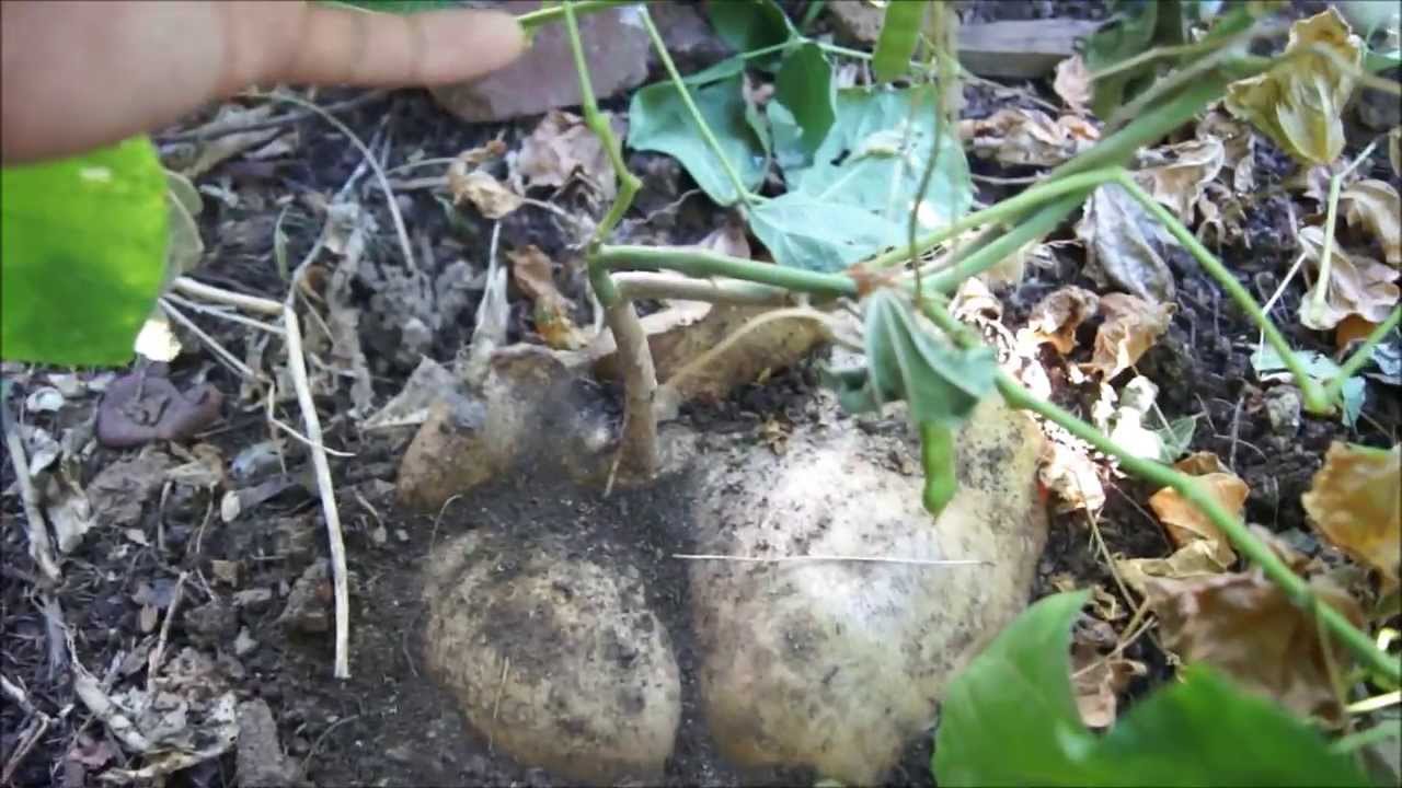 Huge Jicama You Huge Jicama