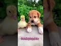 #dog kekei There is an emotion called growing up together 🥰🥰 一緒に成長するという感情がある #dogs #pet #DogsOfTikTo