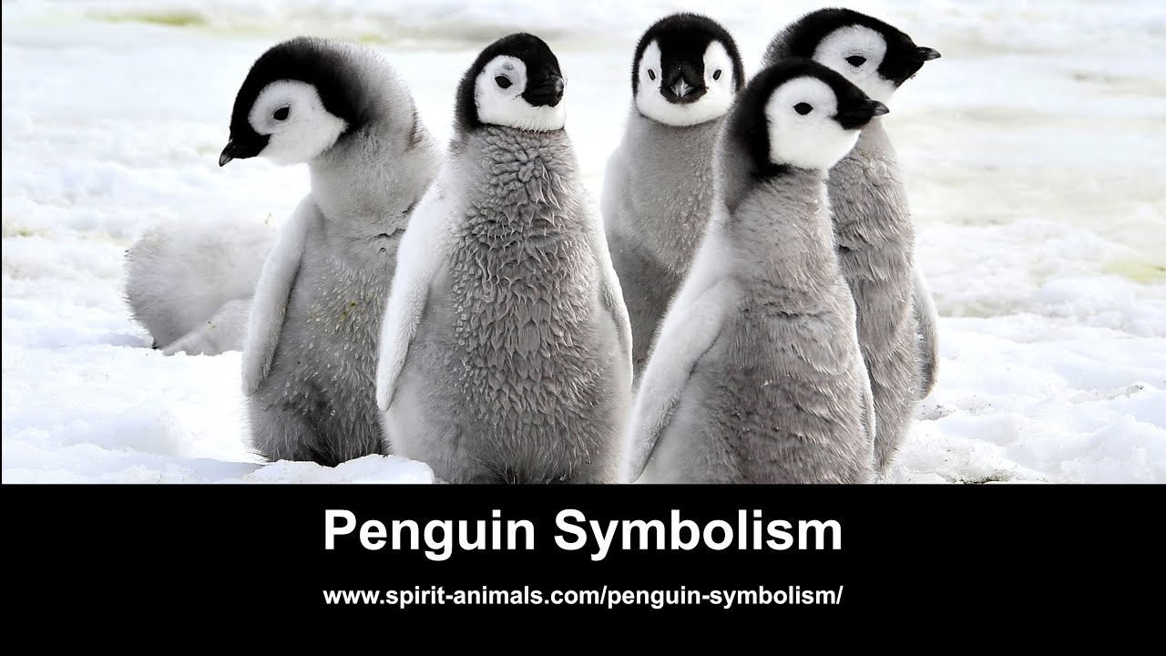 Penguin Symbolism YouTube