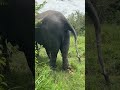 Majestic Moments: Walk Side by Side with Gentle Giants in the Wild