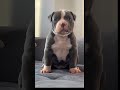 Only 3 Weeks Old and Already a Beast! 🔥#shorts #americanbully #cutepuppy #3weeksold