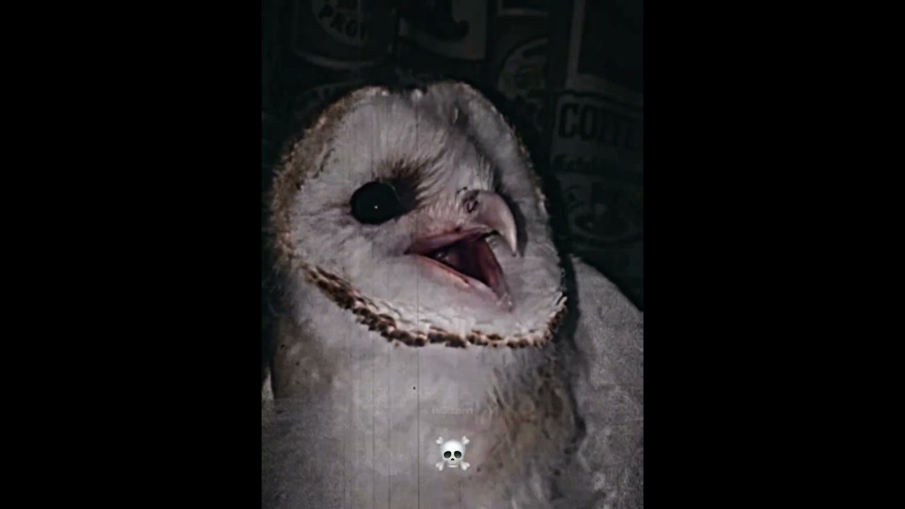 Third One Bird Birds Sounds Scary Edit Phonk Funk
