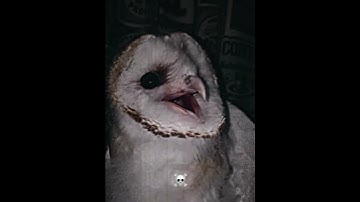 Thumbnail of third one💀 #bird #birds #sounds #scary #edit #phonk #funk