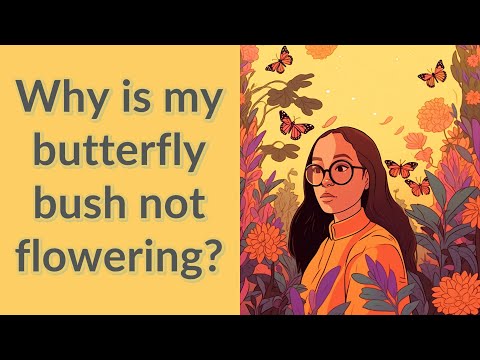 Video: Non-Flowering Butterfly Bush: Why There Are No Flowers On Butterfly Bush