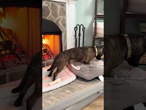 Cozy Fire in June for Reggie 55° outside
