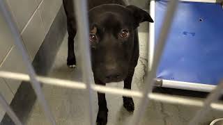 acs A686207