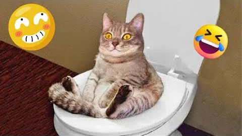 Watch the video about Funny Cat Videos 2025 Try Not to Laugh 🐱😂