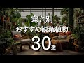 【気温別】寒さに強い観葉植物｜10℃・5℃・0℃・氷点下でも育つ植物まとめ