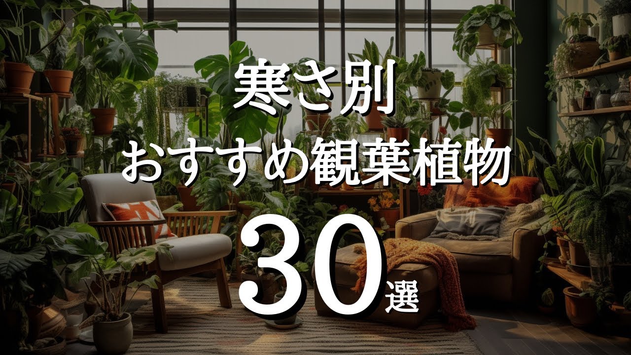 【気温別】寒さに強い観葉植物｜10℃・5℃・0℃・氷点下でも育つ植物まとめ