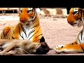 Prank dog & Fake Tiger Vs Dog Prank Video | RoSeak Zin Ep0003