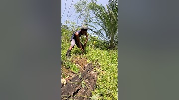 Harvesting cassava part 737 #shorts #farming #cassava #nature  #cassavaroots #cassavafarming