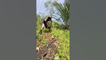 Harvesting cassava part 737 #shorts #farming #cassava #nature  #cassavaroots #cassavafarming