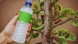 Kills Everything In 13 Seconds Aphids, Mealybugs, Caterpillars, Flies & Mites, Homemade Insecticide