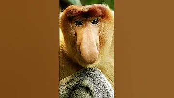 У этого создания забавный грустный нос🐒 Носач или кахау