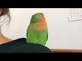 Very chatty lovebird