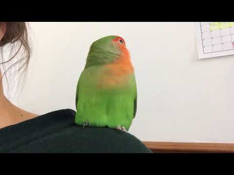 very-chatty-lovebird