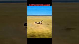 Lion King vs Cheetah #animals #trending #wildlife #lion #cheetah #gazelle #shorts