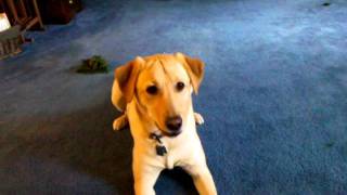 Yellow Lab Nucci Crazy Jump flip
