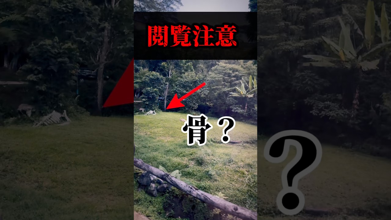 【閲覧注意】車から見えた"白骨化"#shorts #閲覧注意 #サファリ #動物園 #インドネシア #やばい #野生動物