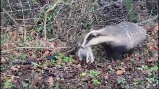 This years badgers