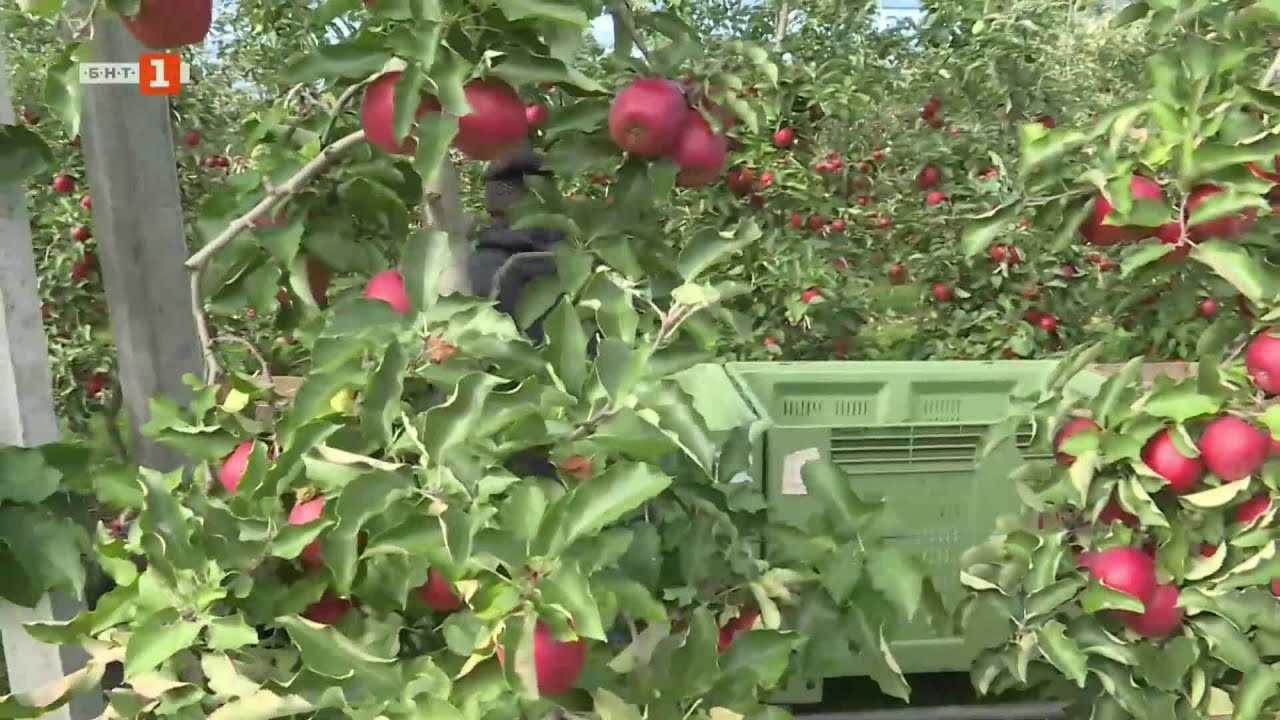 Развенчаване на митовете за полските ябълки, Бразди - 08.11.2025