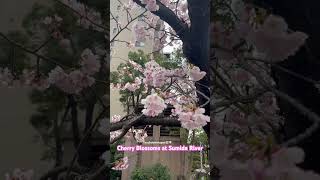 Cherry blossoms at Sumida River #日本 #japantraveler #japan #cherryblossom #tokyo #東京 #spring #sakura