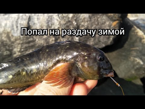 Зимняя жор рыбы на Черном море.Ловля бычка и рыбы собаки.