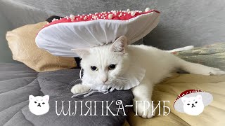 Шляпка-мухомор для котика🍄🐾 Amanita mushroom hat for a cat