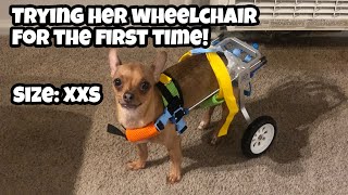 My Dog tries her wheelchair for the first time! Dog Wheelchair Unboxing and try on