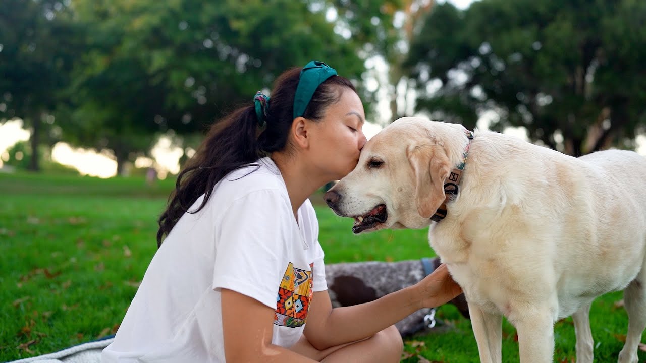 A Dog's Joyous Golden Years: A Senior Dog's Mountain Biking Retirement, Surrounded by Love