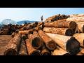 How 30 Tons Of Logs A Day Become Flawless Lumber Full Sawmill Process 