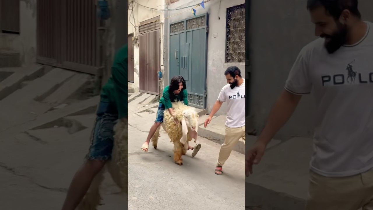 Shero ko is pr gussa char gya😂😍 #ytshorts #bakraeid #viralreels #funny #laugh #pets #qurbani2026