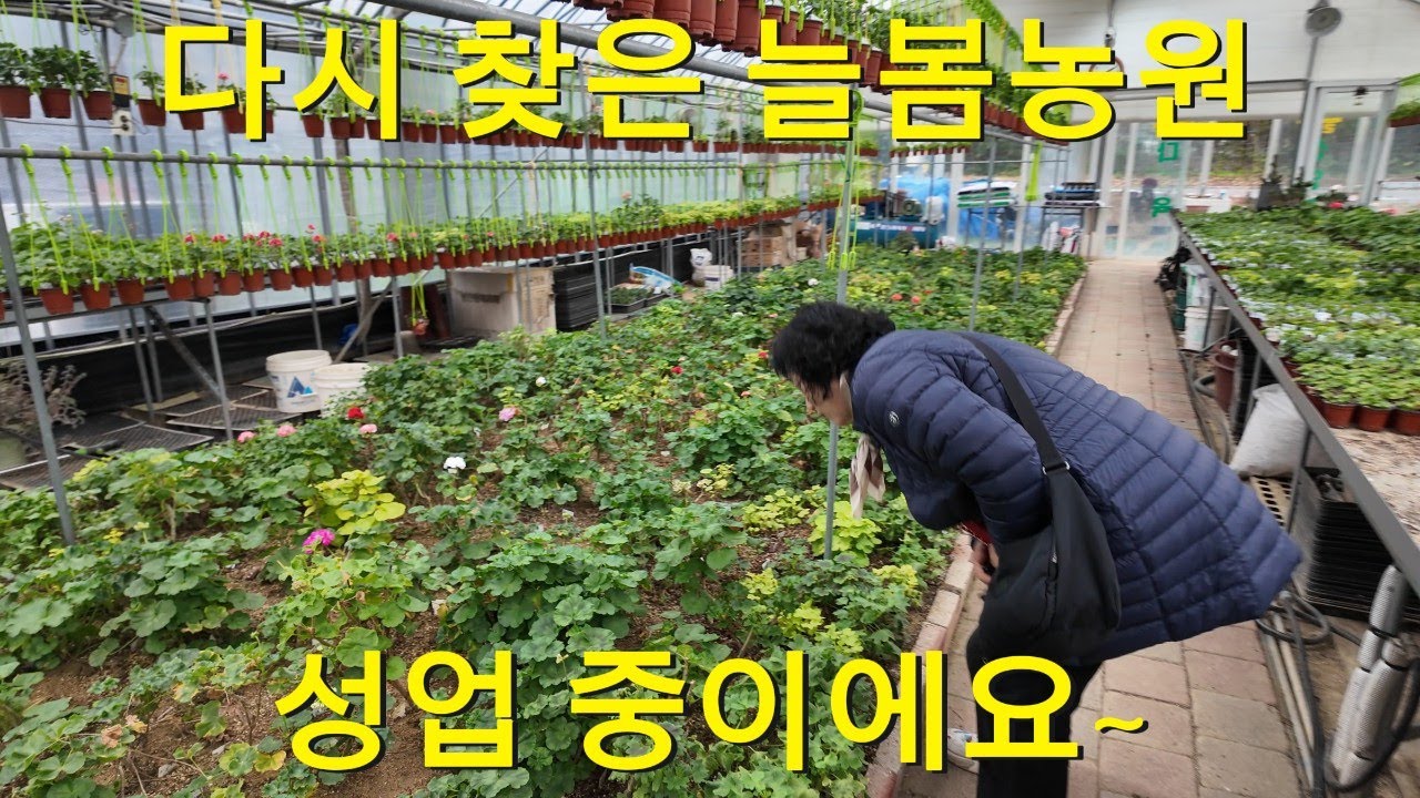 【4K】영미네 제라늄 정원 (다시찾은 늘봄농원 성업중이에요~)