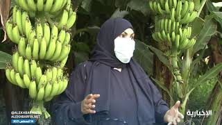 مزارع الموز في جازان .. رافد اقتصادي ومنتج زراعي منافس