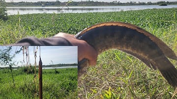 Nay đi hồ cắm cần câu tiếp tục lên Cá Lóc Bự với Lươn | Câu Cá Giải Trí